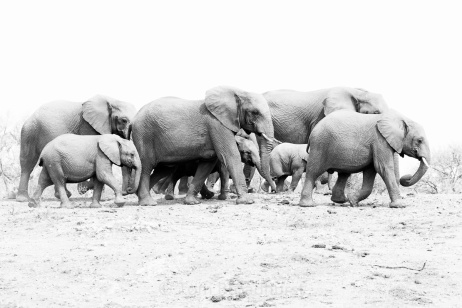 Elephant family group in Madikwe, South Africa. These herds are led by a senior female, a matriarch, that uses their memory and nous to lead their family to food and water. Amazing animals! Madikwe, South Africa. Copyright Tom Broadhurst.