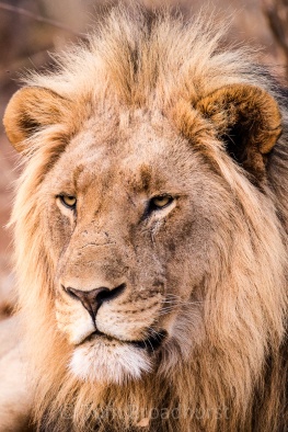 Magnificent male lion, the master of all he surveys in Madikwe, South Africa. Copyright Tom Broadhurst.